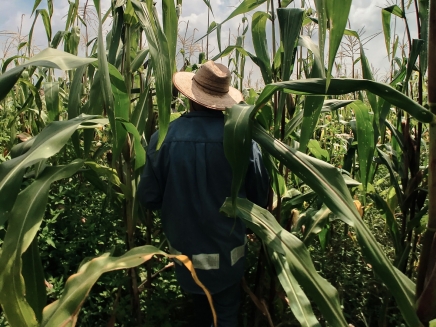 Man in corn field